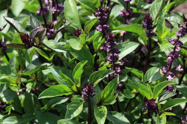 Basil ct. methyl chavicol Essential Oil